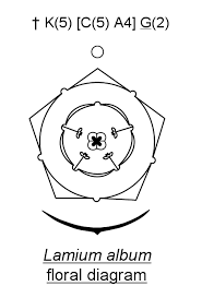 Flower Biology