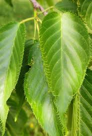 Image result for leaf margin entire