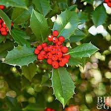 Deck Your Winter Garden With Holly S Brightly Colored Berries Holly Plant Plants Holly Bush