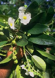 Image result for Dilleniaceae