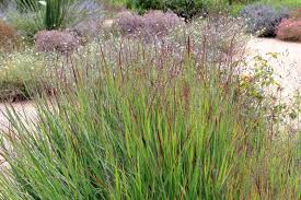 Image result for Panicum