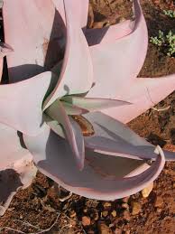 Image result for Aloe inyangensis