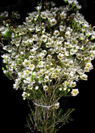 Green Filler Flowers White Wax Flower October Flowers Wax Flowers