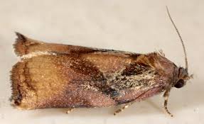 Image result for Archips podanus