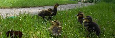 Duckling Weight Chart Week 1 Magical Mallards