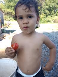 Best tomatoes I've tried, kids love them