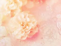 flowers artistic pastel peach flower