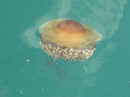 Animal Facts For Kids Wild Animals In Italy Animal Facts For Kids Animal Facts Animals For Kids