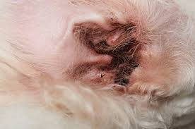 Image result for what do otodectes cynotis look like in dog fur