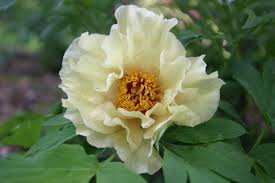 Photo of peony flower