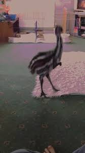 Birds With Human Arms Gif Https Encrypted Tbn0 Gstatic Com Images Q Tbn 3aand9gcr6x8fdeuwaosiyck9vs5mhnrjqsxwoj7s6dw Usqp Cau