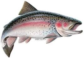 Mar 21, 2021 · librivox about. Amazon Com Rainbow Trout Decal Sticker Fresh Water Fish Collection Large 16 5 X 9 5 Facing As Shown Tools Home Improvement