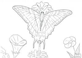 Menggambar dan mewarnai kupu kupu dan bunga warna warni drawing. Sketsa Gambar Kupu Kupu Radea