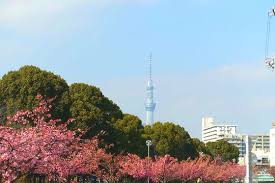 #河津観光pr大使 #筒けんアンバサダー 地域密着原付特化バイク系youtuber 本業は伊豆河津の温泉宿屋 伊豆ツーリング つつけん@伊豆へようこそ! æœ¨å ´å…¬åœ' å¤§æ¨ªå·æ²¿ã„ã®æ²³æ´¥æ¡œ 2021å¹´ã®è¦‹é ƒã¨é–‹èŠ±çŠ¶æ³ã¯ æ­©ã„ã¦ã¿ãŸãƒ–ãƒ­ã‚°