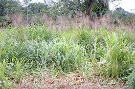 Image result for Axonopus