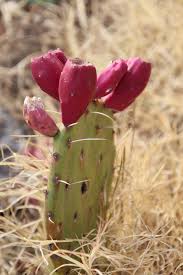 Some preliminary evidence shows that prickly pear cactus can decrease blood sugar levels in people with type 2 diabetes. Small Round Leaved Prickly Pear Something Over Tea
