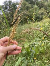 Image result for Sorghastrum nudipes