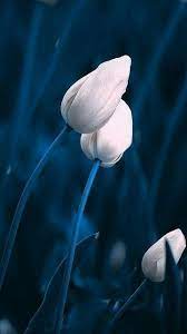Discover this awesome collection of flower iphone 11 wallpapers. Flowers Mobile Wallpapers Hd Nature Iphone Wallpaper Flower Phone Wallpaper 4k Wallpaper For Mobile