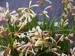 Image result for Cyrtanthus mackenii