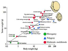 do men have the balls for promiscuity psychology today