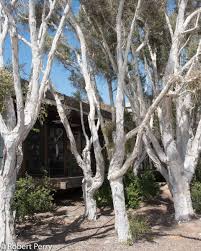 Image result for Melaleuca quinquenervia