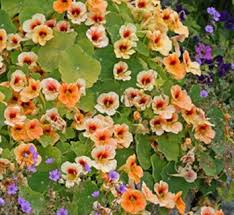 Image result for Tropaeolaceae