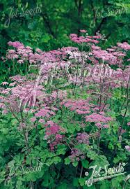 Image result for Heracleum