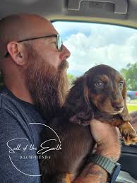 Team pink dachshund 🩷 Bastian 🇲🇽