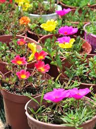 How to pack and send. Jenis Jenis Bunga Ros Jepun