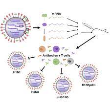 Check spelling or type a new query. A Multi Targeting Nucleoside Modified Mrna Influenza Virus Vaccine Provides Broad Protection In Mice Molecular Therapy