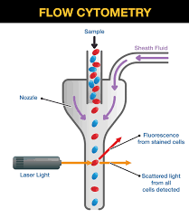 Schematic diagram of flow cytometry: sample stream, sheath fluid, nozzle, laser, scattered light, and fluorescence detection