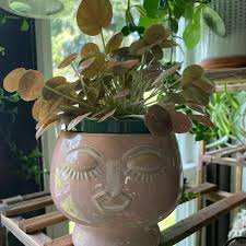 Image result for Peperomia molleri