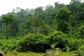 Rainforest National Park In Cambodia Sponsored National Rainforest Cambodia Park Ad Rainforest Landscape Outdoor