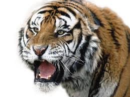 Also tiger clipart transparent background available at png transparent variant. Tiger Face Transparent Image Png Arts