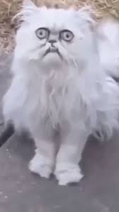 Pin On Funny