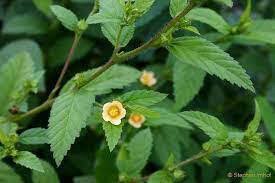 Image result for Sida rhombifolia