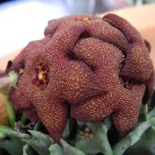 Image result for Orbea melanantha