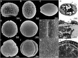 Image result for Droguetia ambigua