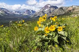 Image result for Tephrosia montana