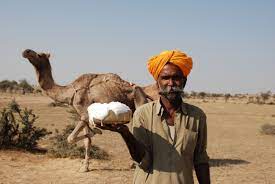 Camels' humps consist of stored fat, which they can metabolize when food and water is scarce. Camel Cultures Of India Sahapedia