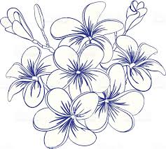 Pohozhee Izobrazhenie Flower Drawing Printable Flower Coloring Pages Plumeria Flower Tattoos