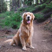 Poodles Are Normally Seen In Movies As The Pet Of Option Of A Trendy Character Or In Canine Show Dogs Golden Retriever Golden Retriever Easiest Dogs To Train