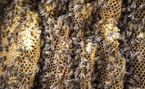 Resultado de imagen de abejas