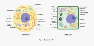 All organisms are made up of cells (or in some cases, a single cell). Animal Cell Cartoon Diagram