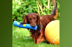 Long haired, short haired & more. Dachshund Description Energy Level Health Image And Interesting Facts