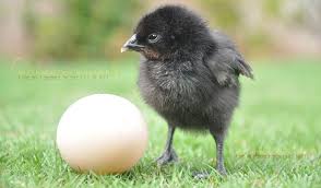 Bird Eggs For Sale In India Kadaknath Chicks With Eggs Black Chickens Meat Chickens Chickens For Sale