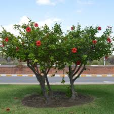 See more of tropical flowering tree society on facebook. Red Tropical Hibiscus Trees For Sale Brighterblooms Com