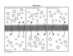 Learn vocabulary, terms and more with flashcards, games and other study tools. Cell Transport Coloring Activity Bundle Membrane Osmosis Diffusion And More Cell Transport Cell Transport Coloring Color Activities