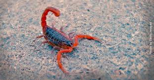 Call today to see how we can help you! Inside Scorpion Venom A Future Rx For Arthritis
