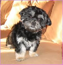 Boomer Graphics And Animated Gifs Dogs Doggy Graphic